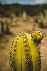 A cactus on a blurry background