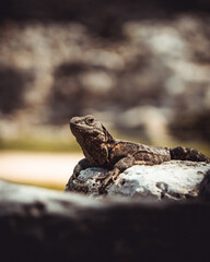 Iguana over a rock in Tulum ruins