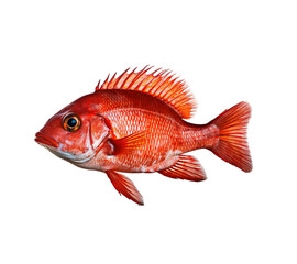 Red hump fish isolated on transparent background, created with generative AI