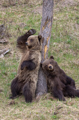 Grizzly Bears in Spring in Yellowstone National Park