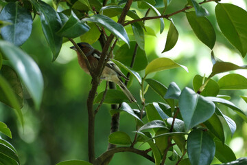 chaffinch on a tree branch
