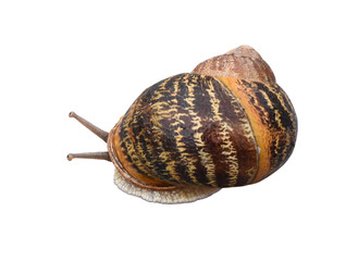 Burgundy snail isolated on the transparent background
