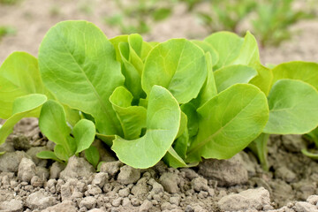 The first shoots of lettuce leaves appeared in the garden.