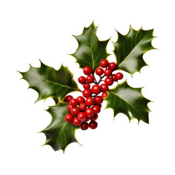Holly berry with leaves isolated. Illustration AI Generative.