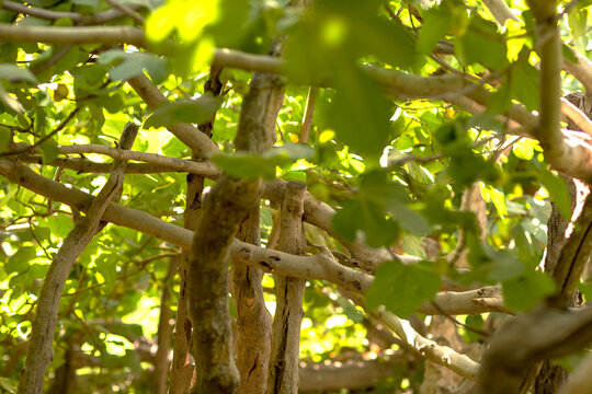 Smooth trunks and branches of fig trees