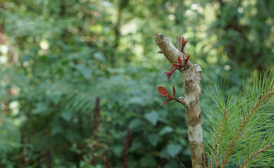 new branch tree in the woods,  selected focus 