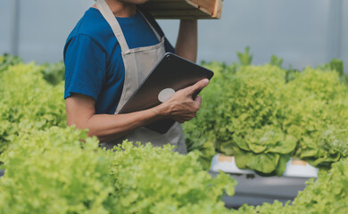 Organic farm ,Worker testing and collect environment data from bok choy organic vegetable at greenhouse farm garden.