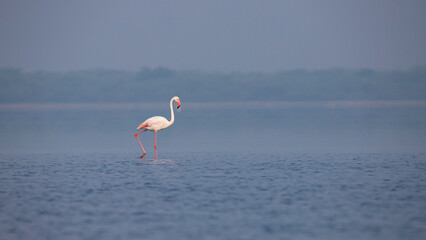 Lonely Greater flamingo bird standing on a lake searching food