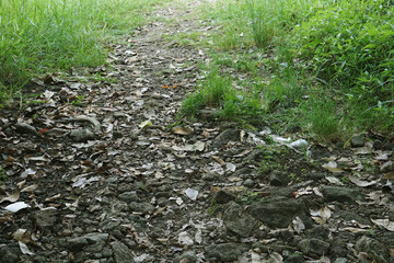 Trail path in forest, natural scene.