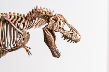 tyrannosaurus rex skeleton on white background © Athichart