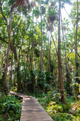 A forest with lots of palm trees with wooden walkways.