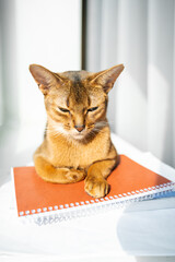 Smart cat lying on notebooks. Red kitten of Abyssinian breed sitting on windowsill near window. Learning funny fur fluffy clever kitty, home study. Cute pretty brown red pet pussycat with big ears