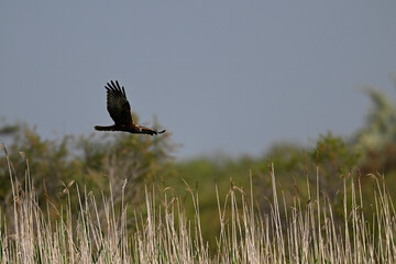 Western marsh harrier // Rohrweihe (Circus aeruginosus) 