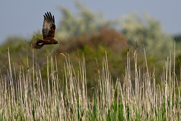Western marsh harrier // Rohrweihe (Circus aeruginosus) 