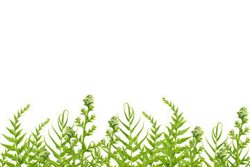 frame of fern leaves isolated transparent background png