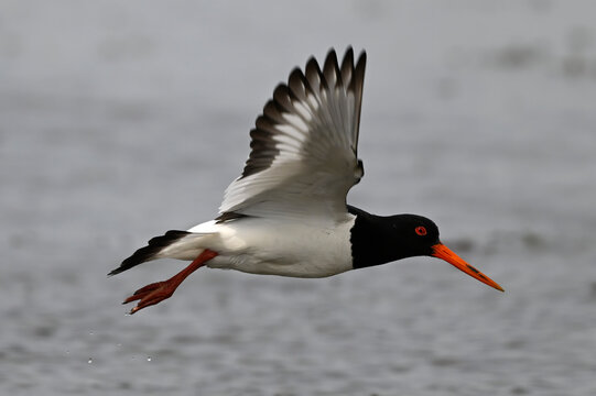 Eurasian Oystercatcher // Austernfischer (Haematopus ostralegus) - Axios Delta, Greece