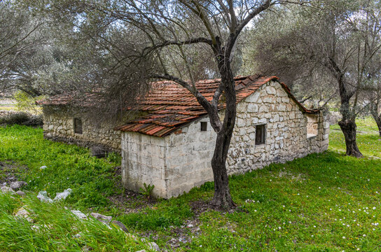 abandoned stone country house with olive garden in Alacati (Cesme, Izmir province, Turkiye)