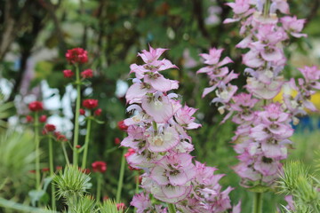 Obraz premium pink flowers in the garden