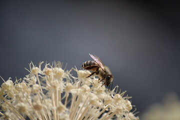 bee on a flower