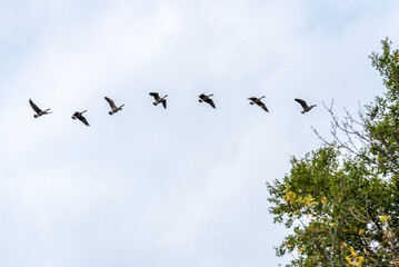 A Flock Of Canada Geese Flying During October Migration