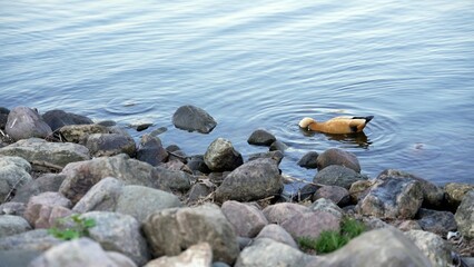 Improvement of residential area, lake. Summer landscape park, lake with ducks. Brown duck swims in the lake.