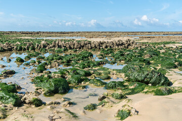 Ile d’Oléron (Charente-Maritime, France). Rochers recouverts d'algues sur la plage des Sables Vigniers à Saint-Georges - 612055765