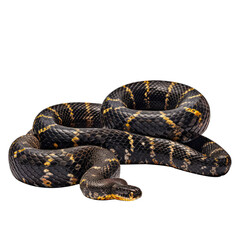 Obraz premium viper snake looking isolated on white