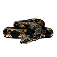 Obraz premium viper snake looking isolated on white