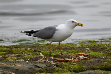 Yellow-legged gull // Mittelmeermöwe (Larus michahellis) - Greece
