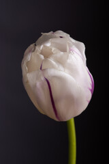 Tulip on the black background. Close up. Macro - 612059511