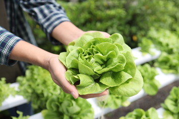 Hydroponics lettuces Organic fresh harvested vegetables,Farmers hands holding fresh vegetables