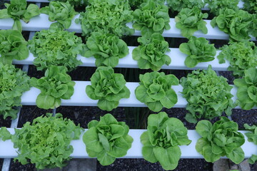 Hydroponics lettuces Organic fresh harvested vegetables,Farmers hands holding fresh vegetables