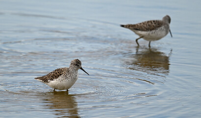 Teichwasserläufer // Marsh sandpiper (Tringa stagnatilis) 