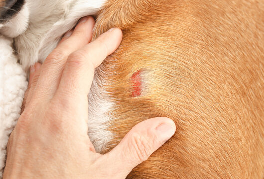 Hand inspecting dog with wound on shoulder hitting an object. Pet owner or veterinarian looking at scrape or injury on puppy dog. Pet first aid background or wound healing in dogs. Selective focus.