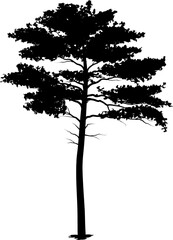 tree pine silhouette, cypress evengreen vector, cedar forest wood illustration, conifer tree logo template, tattoo design, white and black drawing illustration, icon tree template.