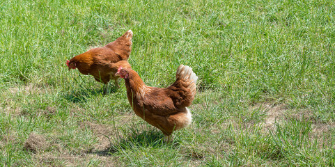 Free range chickens graze on the grass. The concept of organic food production. The concept of creating good conditions for animals. Copy-space.