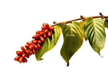 Coffee beans on a tree branch with leaves isolated on white background PNG