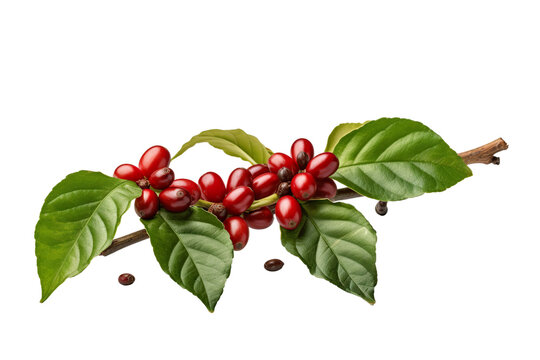 Coffee beans on a tree branch with leaves isolated on white background PNG