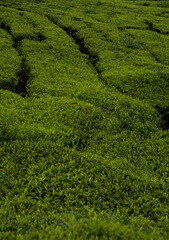 Fototapeta na wymiar Closeup view of tea plant, Vertical image of tea plant 