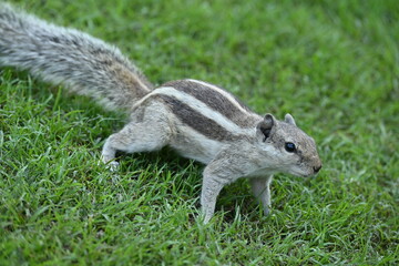 squirrel in the park, squirrel spotting , animal friends , squirrel sighting, park life, grass ,  nature , park creature