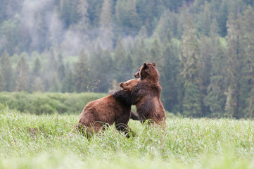 Grizzly bear cubs fighting 