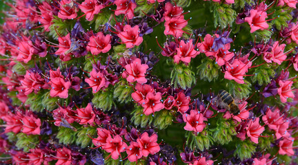 Close up of Tajinaste or Echium wildpretii pink flower as a background for design.Selective focus.