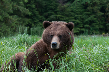 grizzly bear closeup
