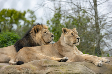 lion and lioness lying on a rock
