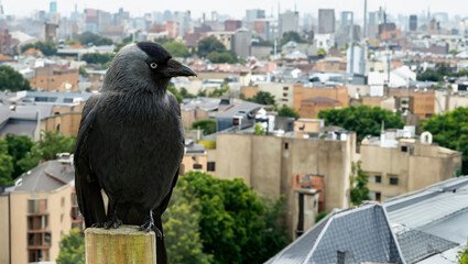 Jackdaw, Corvus monedula, perched on a gate post