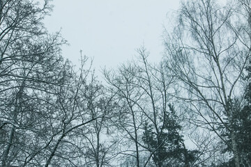Snow-covered trees in winter forest. Blurred nature background.