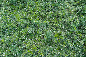 Green leaves background, top view.