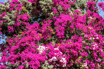 Obraz premium Flowering bougainvillea with pink, white and orange flowers