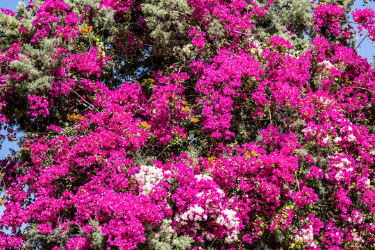 Flowering bougainvillea with pink, white and orange flowers