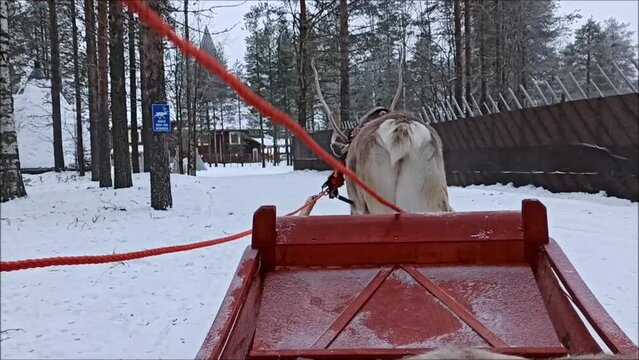 Rentier Schlittenfahrt in Rovaniemi in Finnland im Winter